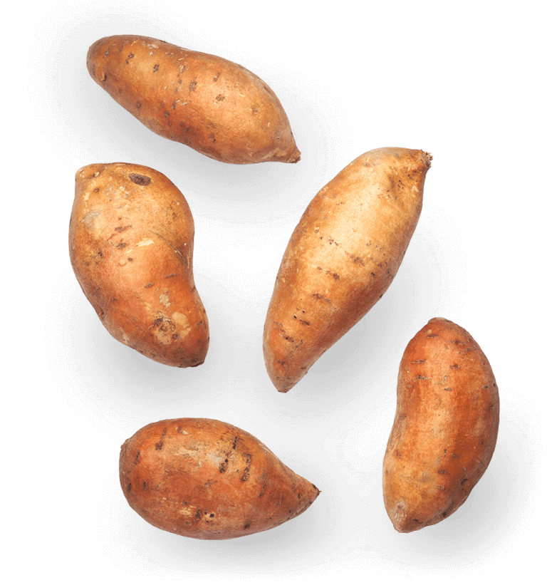 Sweet Potatoes of North Carolina
